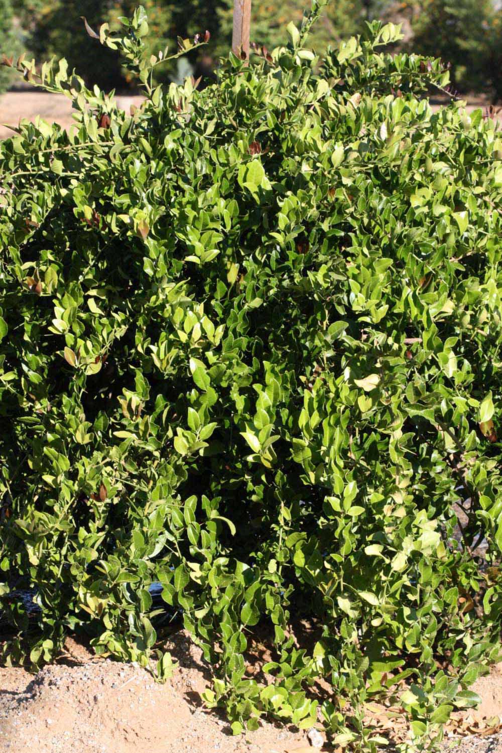            Habit (Riverside, CA)   